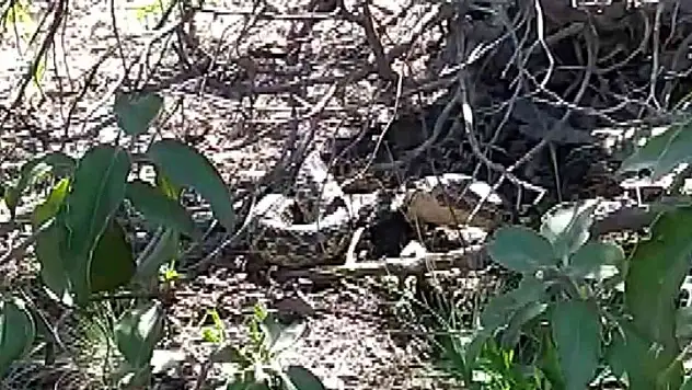 Piknikte duyduğu sese yöneldi, vardığında şok oldu