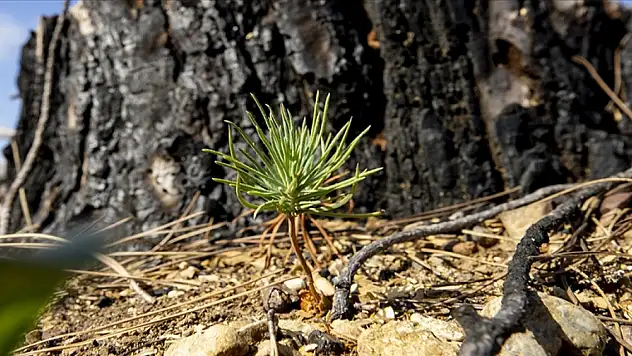 Geçen yıl yanan ormanların yüzde 90'ında çalışmalar tamamlandı