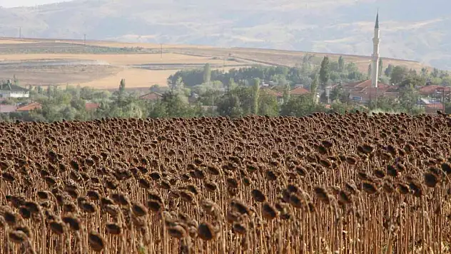 Geçen yılın en kurak kenti Amasya'da ayçiçeği üretimi bu yıl 2 kat arttı
