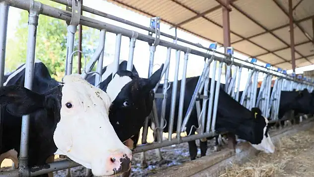 Ölümcül hastalıkla mücadele sürüyor