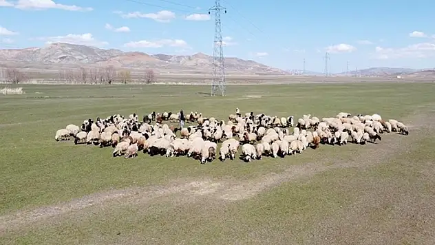 Sözleşmeli besicilikte destekleme ödemeleri belli oldu