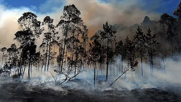 Avrupa'da 750 bin hektar alan kül oldu