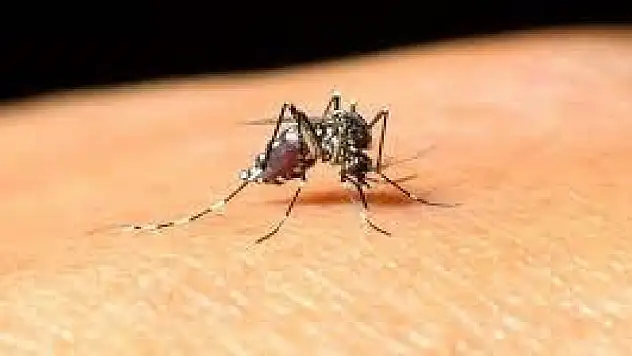 Batı Nil Virüsü enfeksiyonunun 4 belirtisine dikkat!