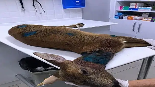 Köpeklerin saldırdığı karacayı vatandaş kurtardı