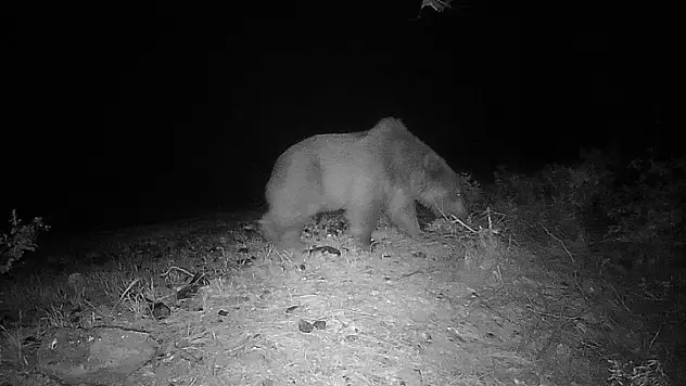 Bozayı videokapanla ilk kez görüntülendi