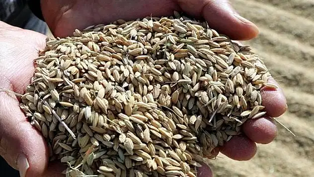 2022 çeltik alım fiyatları açıklandı