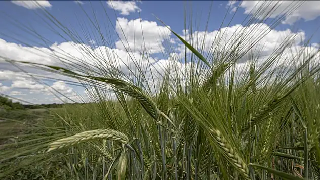 Tarım grubu 5 sektörle Cumhuriyet tarihinin rekorunu kırdı