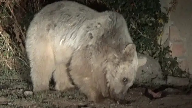 Aç kalan ayılar mezbahaneyi mesken tuttu