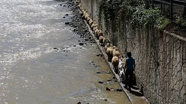 Çoban uyuyakaldı, sürü indiği derede mahsur kaldı