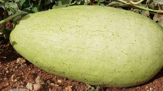 Özel karpuz 20 yıl sonra tekrar üretildi