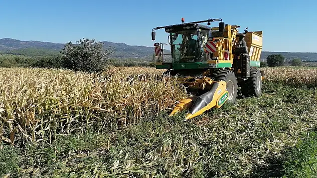 İlk kez ekildi, dekar başına 10 bin 500 TL gelir bekleniyor