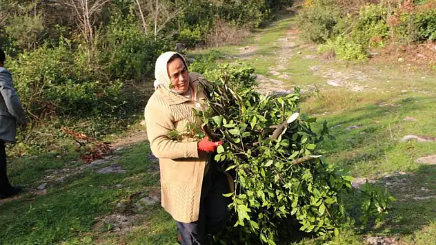 Bu bitki ekonomiye 2 milyar TL katkı sağlayacak