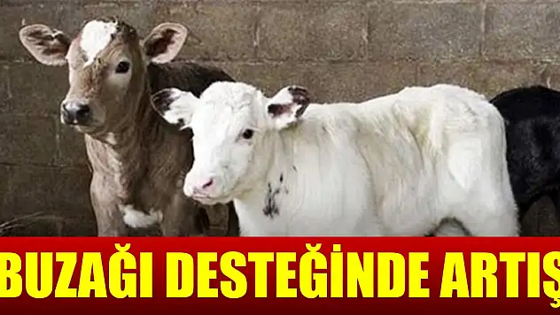 Buzağı desteğinde artış