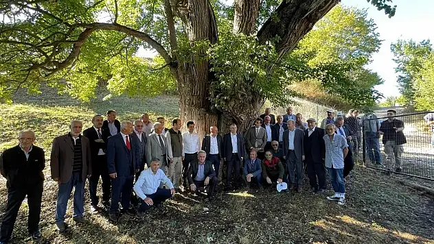 Artvin'de bulunan dünyanın en yaşlı armut ağacında meyve hasadı yapıldı