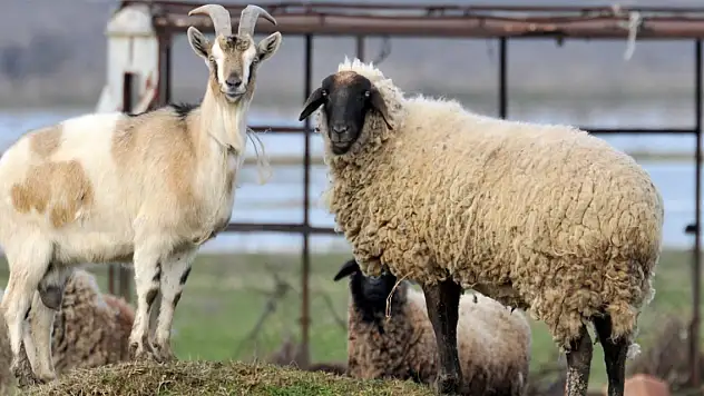 Yetiştiriciler 'anaç koyun keçi desteğinde' artış bekliyor