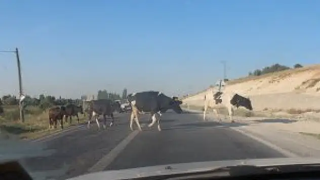 İnekler trafiği etkiliyor