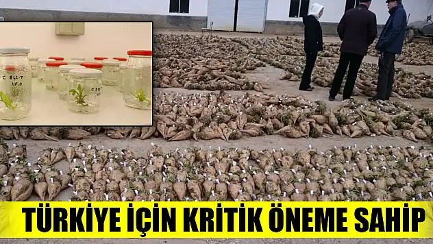 Türkiye için kritik öneme sahip yerli şeker pancarı tohumunda hedef ihracat