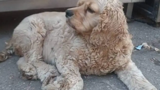 Tek dostu olan köpeği 4 kez çalındı, isyan etti
