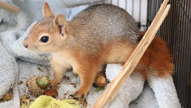 En büyük yangından yaralı kurtulan sincap, doğaya döneceği günü bekliyor