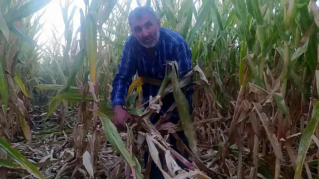 Çiftçiye domuzların ardından bir şok da sigorta firmasından