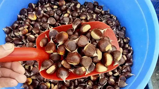 Tezgahlarda yerini aldı: Kilosu 50 TL