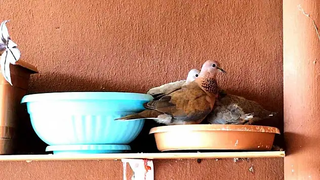 Kumru ve güvercin arasındaki mücadele kötü bitti