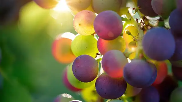 Her bir AB vatandaşı başına yılda 173 kilo gıda israf ediliyor