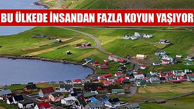 Bu ülkede insandan fazla koyun yaşıyor