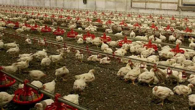 Kuş gribi alarmı: 5 binden fazla beldede karantina