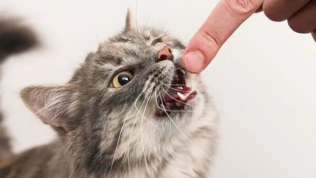 40 kişiyi kedi ve köpek ısırdı