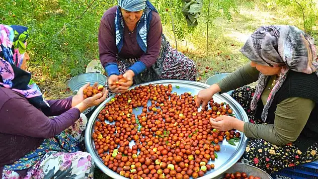 'Ölümsüzlük meyvesi' hünnap yüz güldürüyor
