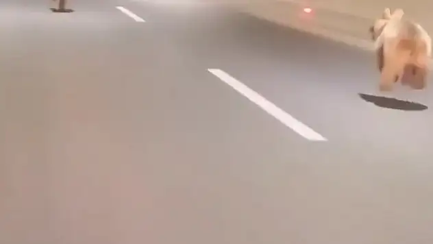 Sosyal medyada büyük ilgi gördü, tüneli kullanan uyanık ayı bu sefer arkadaşıyla geri döndü