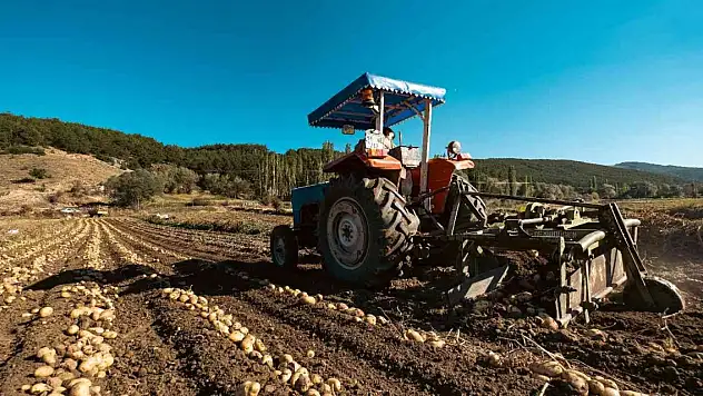 Patateste 40 bin tona yakın rekolte bekleniyor
