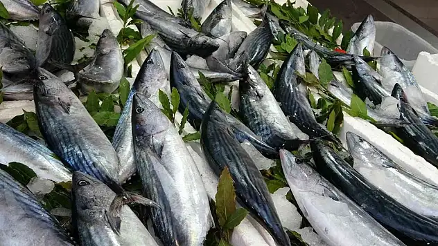 Tezgahlarda palamut bolluğu