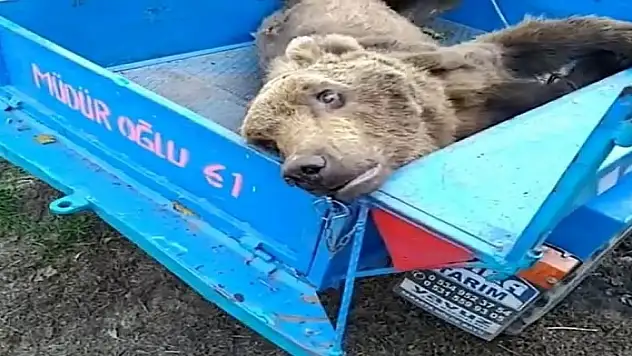 Vatandaşların bulduğu yaralı ayı tedavi altına alındı