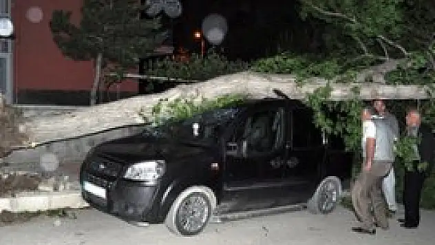 Rüzgar ağaçları devirdi