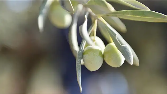 Antalya Kaş'ta 16 bin 919 m² zeytinlik satışa çıkarıldı