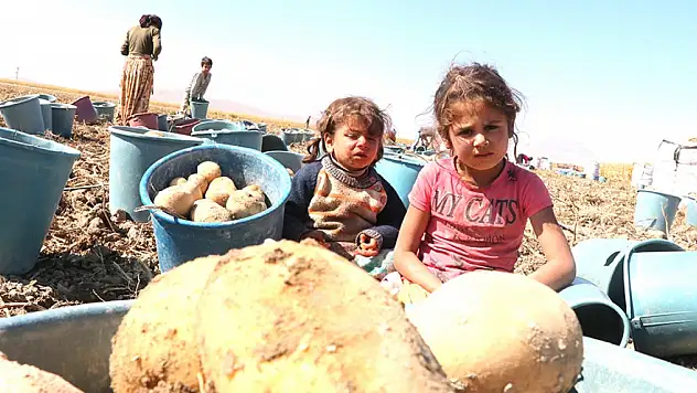 Karaman cipslik patates üretimiyle ön plana çıkıyor