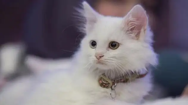 Evcil hayvanı olanlar dikkat, son tarih 31 Aralık