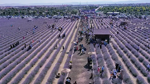 Karatay'ın lavantası ekonomiye katkı sağlıyor