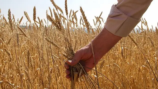 Çalışmalar sürüyor: Kuraklık ve soğuğa dayanıklı olacak, yılda 2 kez ürün alınacak