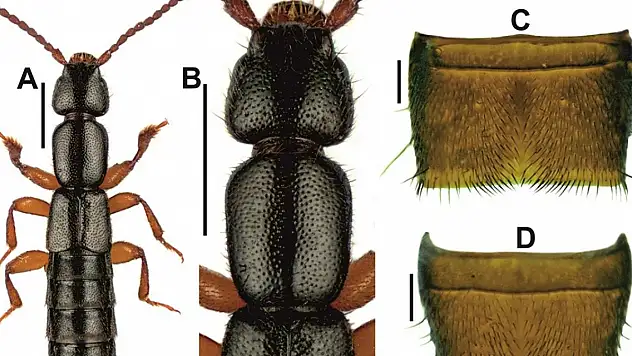 Yeni böcek türü keşfedildi