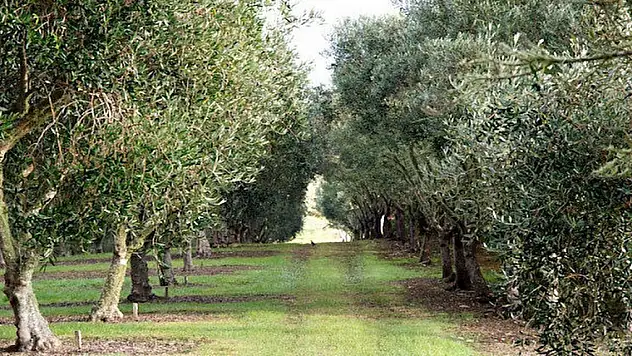 Antalya Kaş'ta zeytinlik satışa çıkarıldı