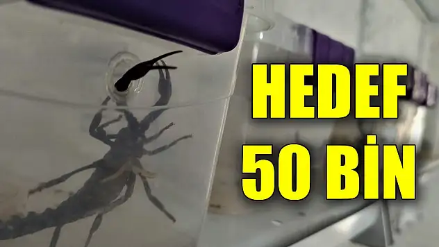 Evinin altına akrep çiftliği kurdu! Zehirleri böyle üretiyor