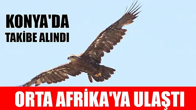 Konya'da takibe alınan bozkır kartalı 60 km hızla, bir haftada Orta Afrika'ya ulaştı