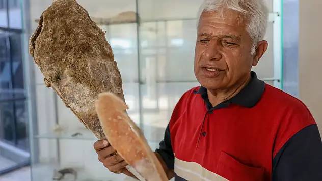 Antalya Körfezi'nde parazitin vurduğu 'pina' tükendi