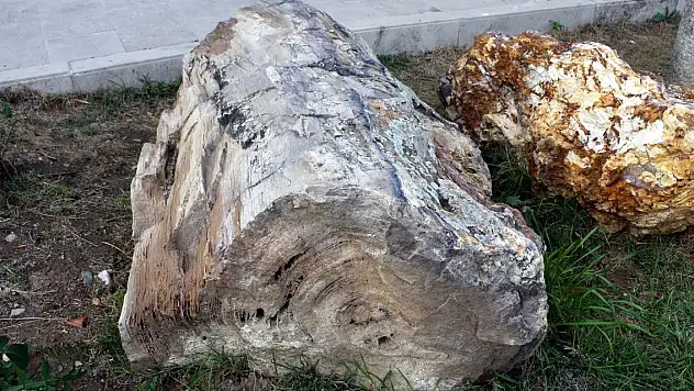 Türkiye'nin o ilinde 41,5 milyon yıllık ağaç fosilleri bulundu