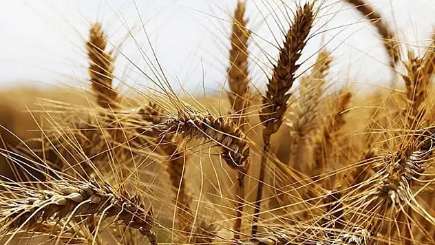 Rusya Karadeniz anlaşmasını askıya aldı: Buğday fiyatları yükselişe geçti