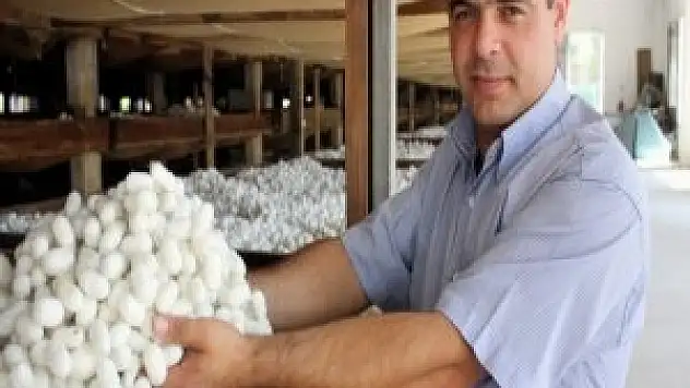 Koza üretiminde artış