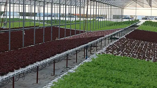 Yüzde 70 daha verimli... Topraksız tarımla 21 dönümde 210 dönüme denk ürün yetiştiriyor